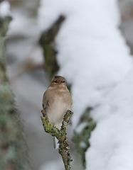 David Plant Photography - Wildlife Photographer - Chaffinch female - D